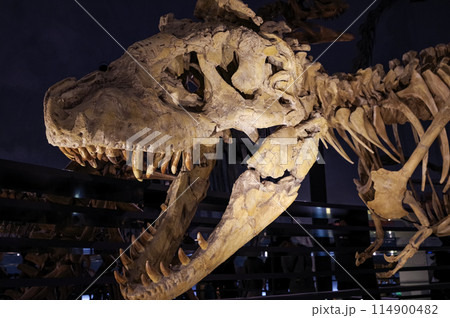 福井の福井県立恐竜博物館の恐竜展示 福井の福井県立恐竜博物館の恐竜展示 114900482