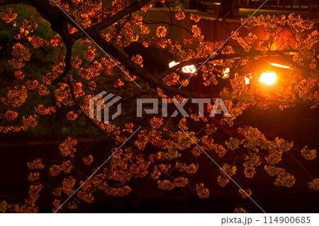 ライトアップされた五条川の夜桜 ライトアップされた五条川の夜桜 114900685