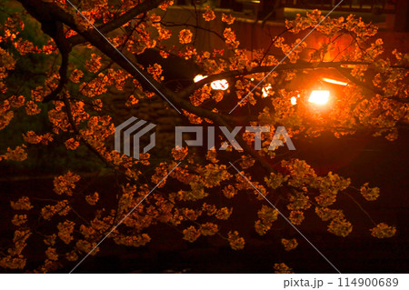 ライトアップされた五条川の夜桜 ライトアップされた五条川の夜桜 114900689