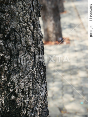 tamarind tree trunk It has black, rough bark 114900863