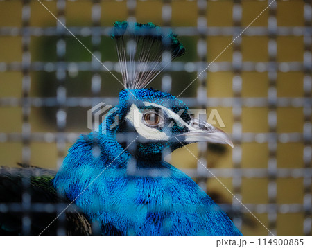 金網の中のインドクジャクの横顔と目 金網の中のインドクジャクの横顔と目 114900885