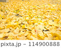 銀杏のじゅうたん 114900888