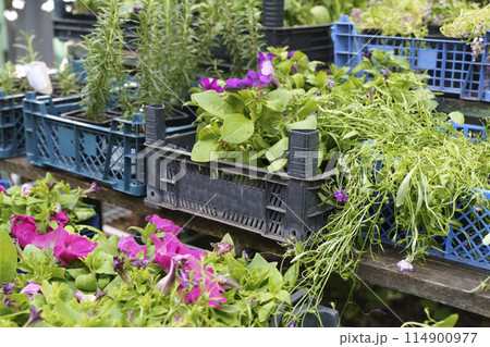 Seedling plant market. Spring seedlings flowers and garden plants for sale Seedling plant market. Spring seedlings flowers and garden plants for sale 114900977