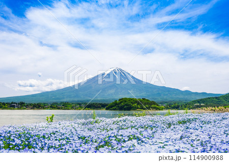 富士山とネモフィラ 春景 富士山とネモフィラ 春景 114900988