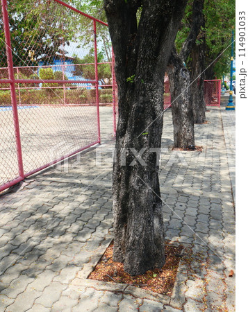 tamarind tree trunk It has black, rough bark and the playground as background 114901033