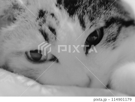 114901179 PIXTA 114901179-pixta