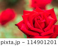 赤いバラ 114901201