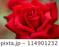 赤いバラ 114901232
