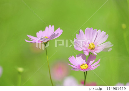 いつか見た コスモス畑 いつか見た コスモス畑 114901439