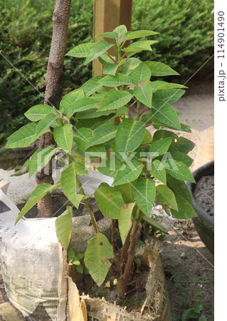 Phytolacca dioica plant on nursery for sell 114901490