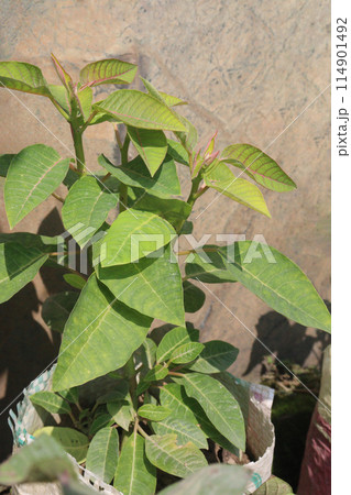 Phytolacca dioica plant on nursery for sell 114901492