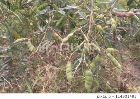 Pigeon peas plant on farm for harvest 114901493