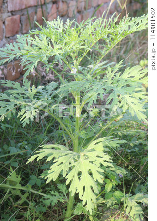santa maria feverfew plant on jungle santa maria feverfew plant on jungle 114901502