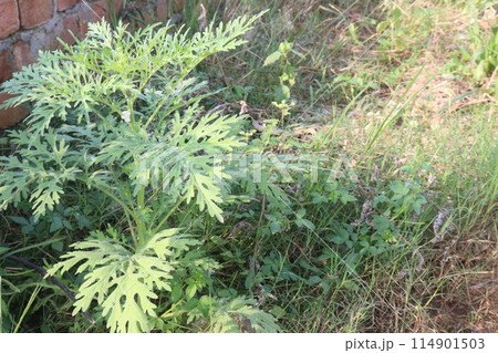 santa maria feverfew plant on jungle santa maria feverfew plant on jungle 114901503
