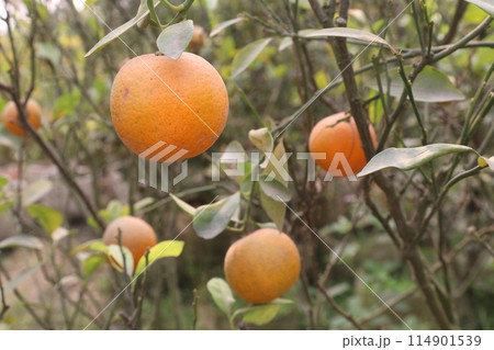 Oranges on tree in farm for harvest 114901539