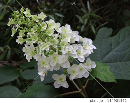 カシワバアジサイ（柏葉紫陽花）八重咲 114901551