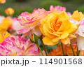 カラフルなバラ 114901568