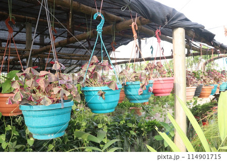 oxalis triangularis flower plant on hanging pot in nursery oxalis triangularis flower plant on hanging pot in nursery 114901715