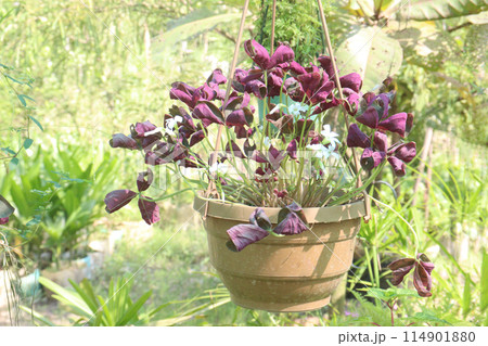 oxalis triangularis flower plant on hanging pot in nursery 114901880