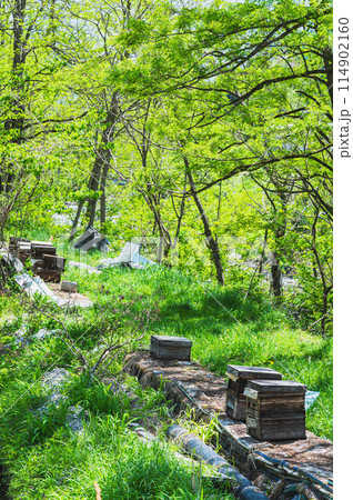 森の中の蜜蜂の巣箱 114902160