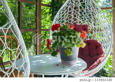 Red geranium flower in a white pot on a summer outdoor table in a sunny pergola with wicker chairs against a green garden background Red geranium flower in a white pot on a summer outdoor table in a sunny pergola with wicker chairs against a green garden background 114902180