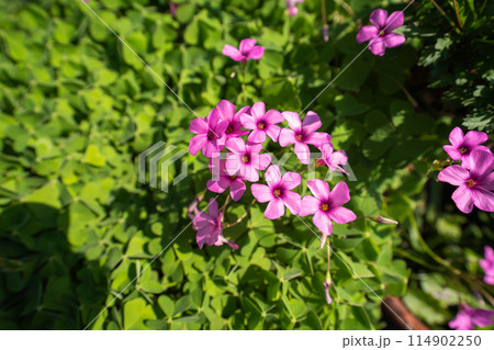 晩秋に咲く、ピンクの小さなオキザリスの花 晩秋に咲く、ピンクの小さなオキザリスの花 114902250