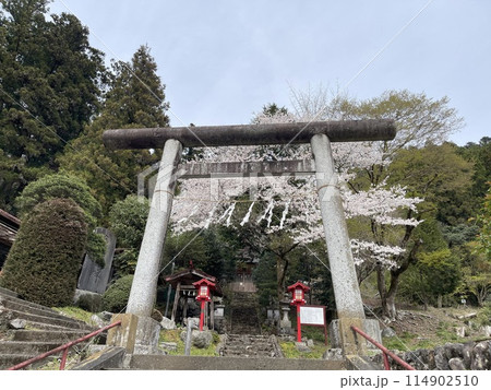 関東の神社 桜の時期の星宮神社 関東の神社 桜の時期の星宮神社 114902510