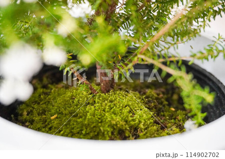 植木の苔 114902702