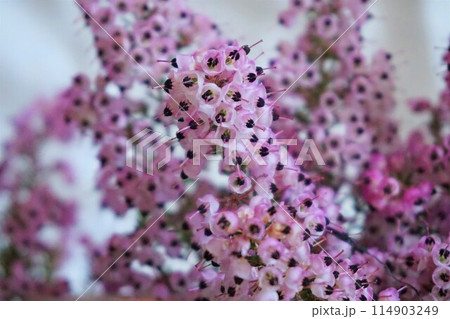 ジャノメエリカ クロシベエリカ アフリカエリカ 花 ジャノメエリカ クロシベエリカ アフリカエリカ 花 114903249