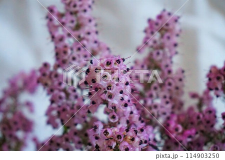 ジャノメエリカ クロシベエリカ アフリカエリカ 花 ジャノメエリカ クロシベエリカ アフリカエリカ 花 114903250