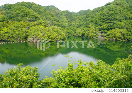 石手川ダムの白鷺湖 114903313