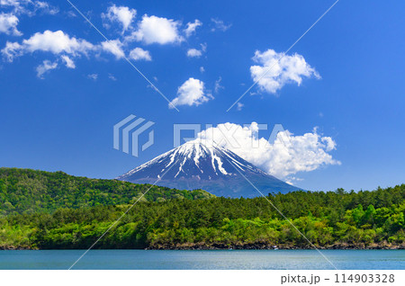 青空と新緑と富士山の絶景（西湖） 114903328