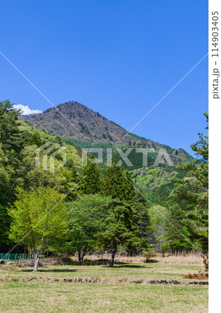山梨県・新緑の木々と雪頭ヶ岳 114903405