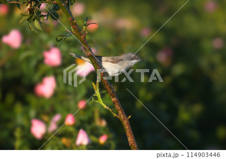 lesser whitethroat (Curruca curruca 114903446