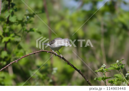Various barred warbler (Curruca nisoria) 114903448