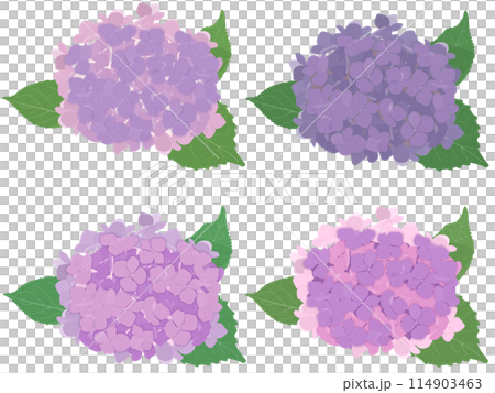 紫繡球4色套裝（A） 114903463