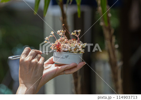 多肉植物の寄せ植えと女性の手 114903713