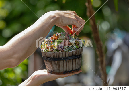 多肉植物の寄せ植えと女性の手 多肉植物の寄せ植えと女性の手 114903717