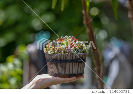 多肉植物の寄せ植えと女性の手 114903721