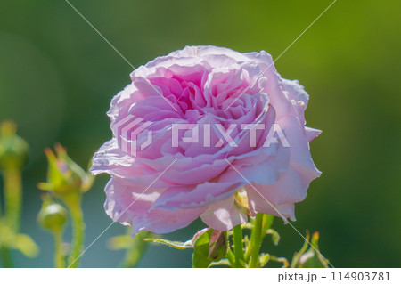 ピンクの薔薇 明るいコントラスト ピンクの薔薇 明るいコントラスト 114903781