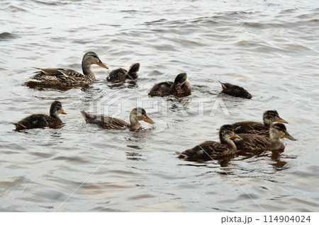 Duck with ducklings. 114904024