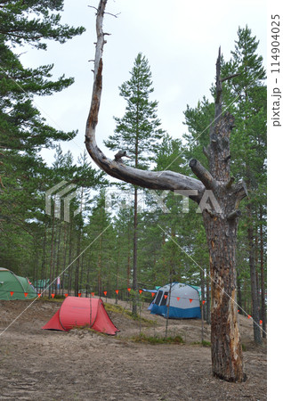 Dried pine tree. 114904025