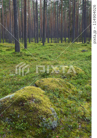 Large stones covered with moss in Karelian forest. Large stones covered with moss in Karelian forest. 114904026