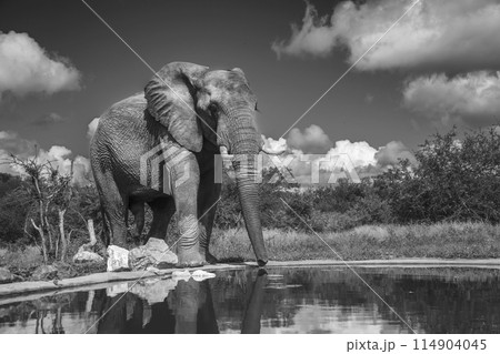 African bush elephant in Kruger National park, South Africa African bush elephant in Kruger National park, South Africa 114904045