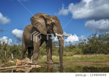 African bush elephant in Kruger National park, South Africa 114904049