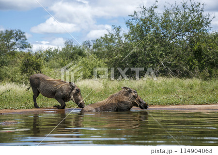 Common warthog in Kruger National park, South Africa Common warthog in Kruger National park, South Africa 114904068