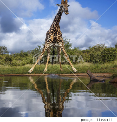 Giraffe in Kruger National park, South Africa 114904111