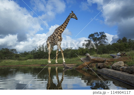 Giraffe in Kruger National park, South Africa Giraffe in Kruger National park, South Africa 114904117