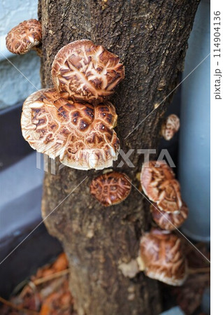 シイタケ　椎茸　キノコ　原木栽培 114904136