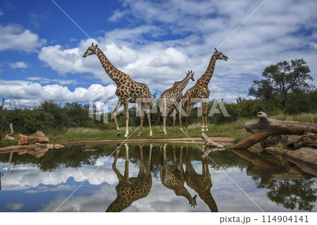 Giraffe in Kruger National park, South Africa 114904141